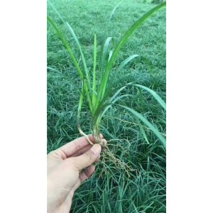 麦冬草