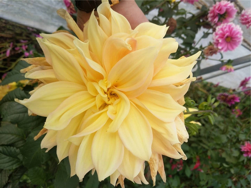大丽花