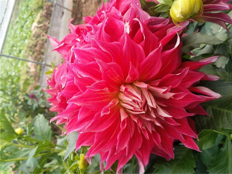 大丽花基地