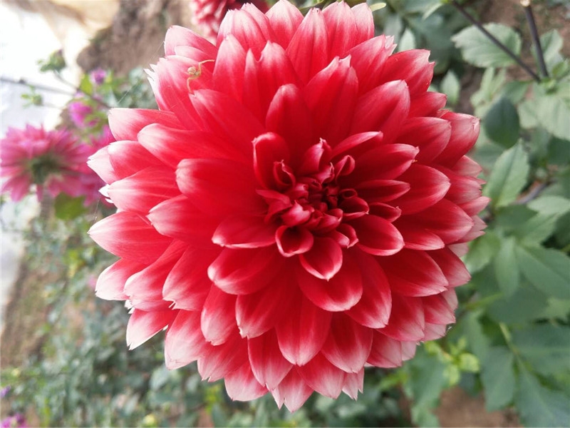 大丽花