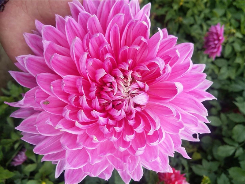 大丽花价格