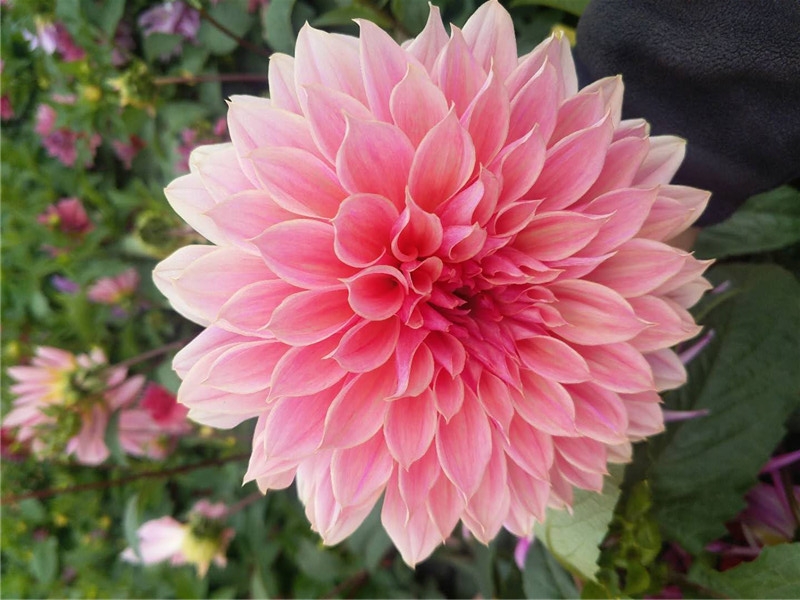 大丽花价格