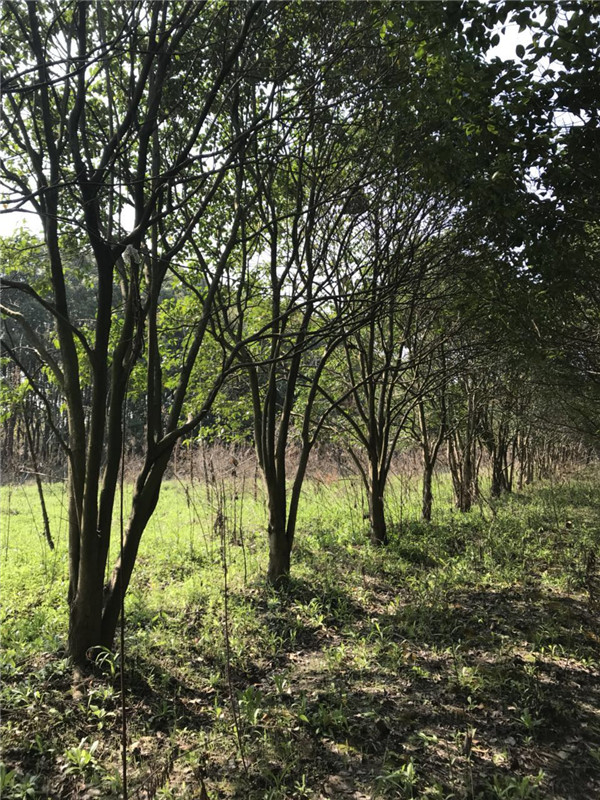 从生大叶女贞基地