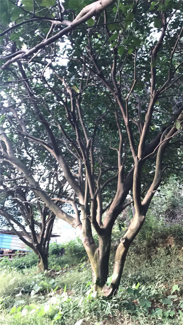 丛生香泡