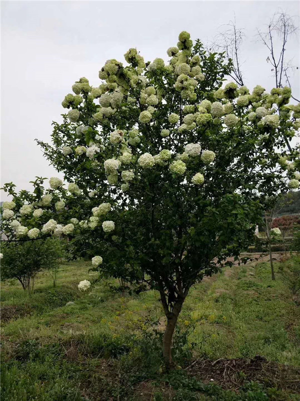 木本绣球