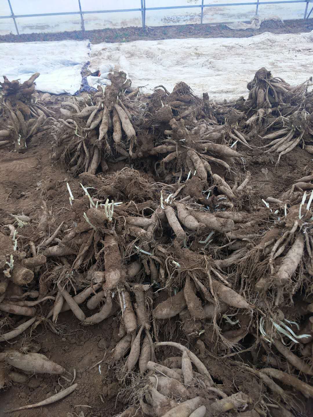 大丽花种球