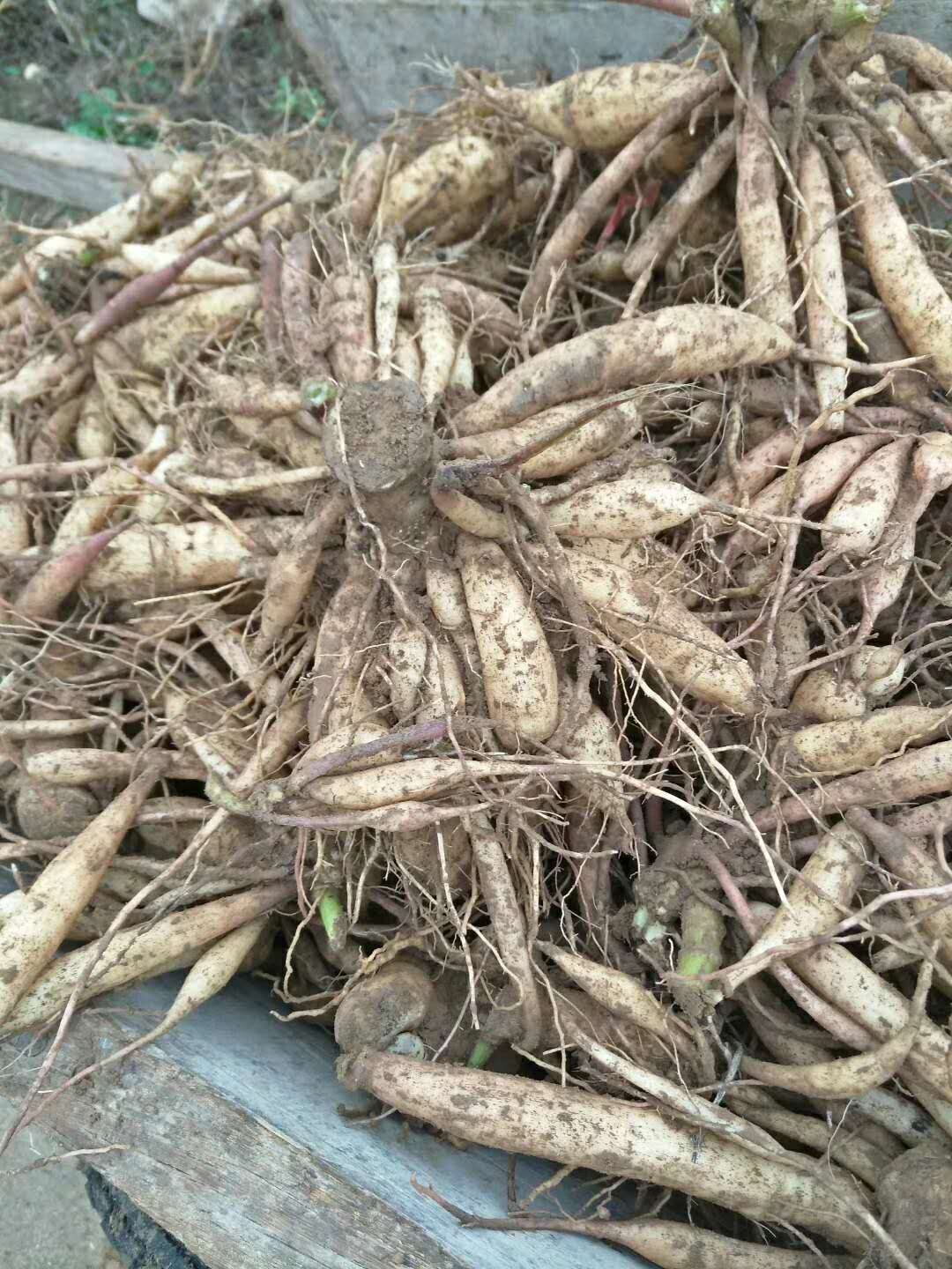 大丽花种球