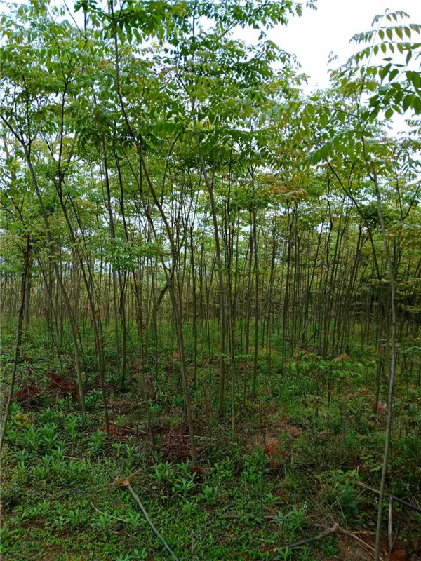 栾树