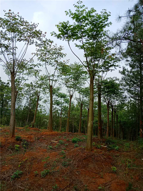 栾树基地