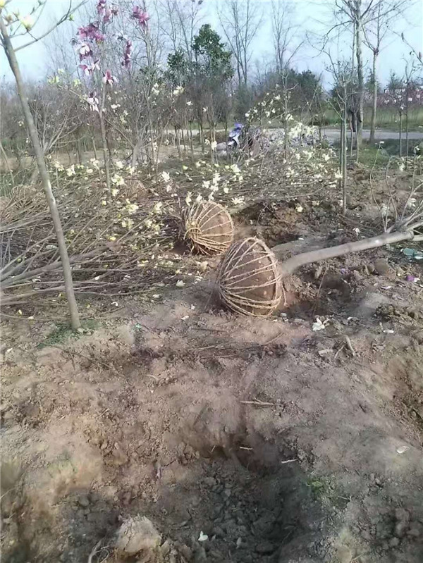 玉兰