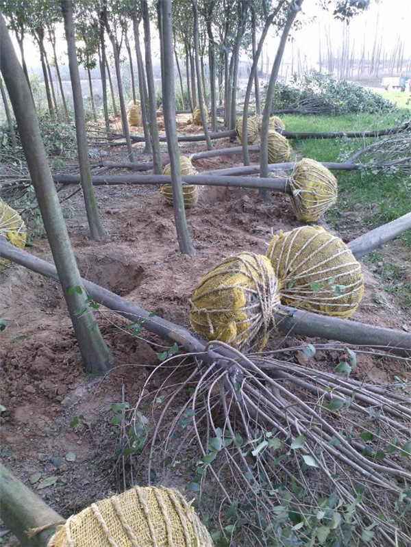大叶女贞基地