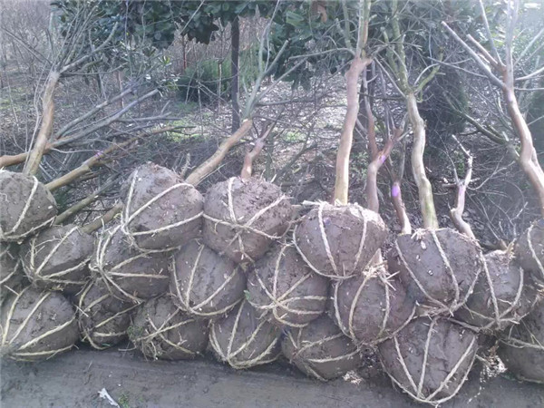 百日红基地