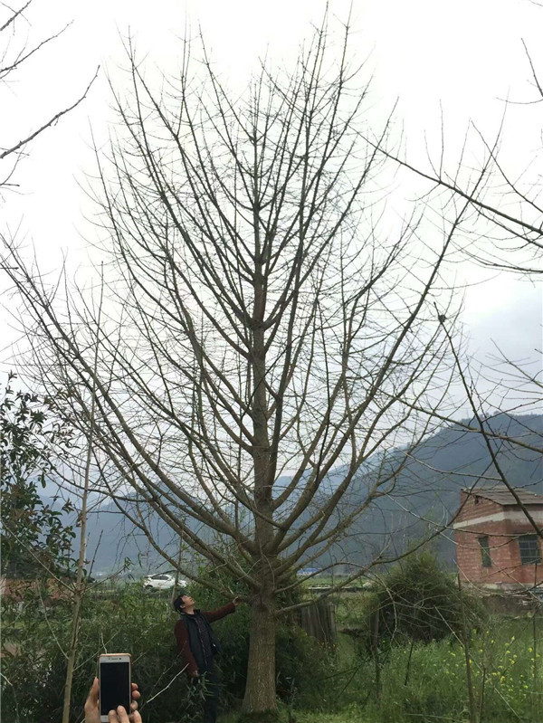 银杏基地