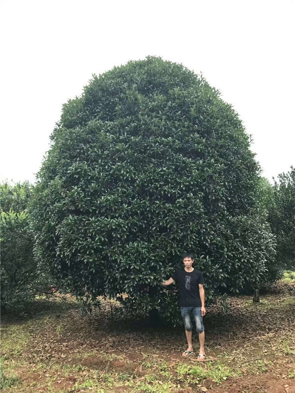 桂花