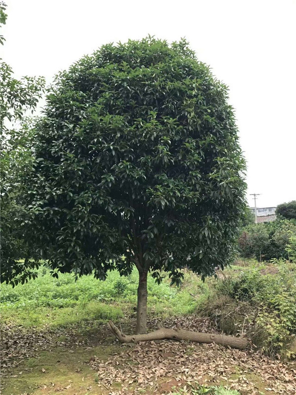 桂花基地