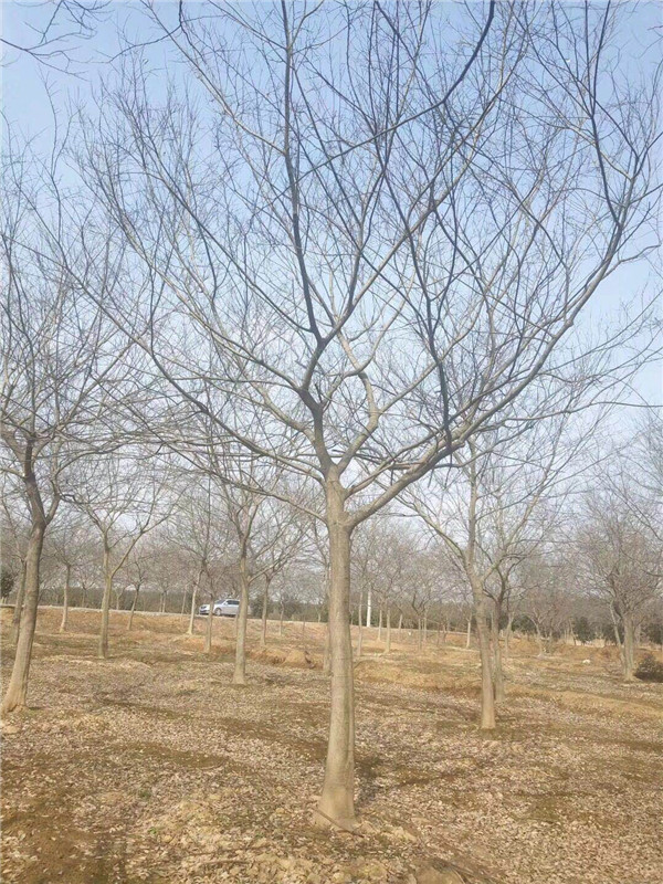 朴树供应商