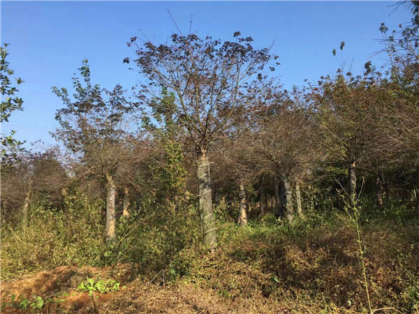 红枫基地