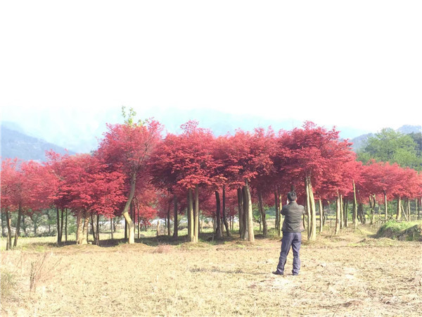 红枫供应商