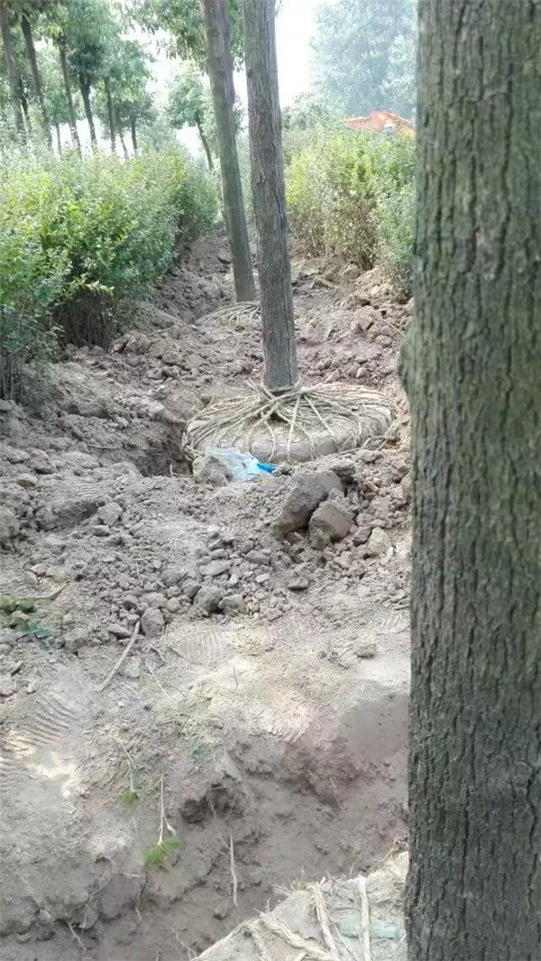 香樟基地