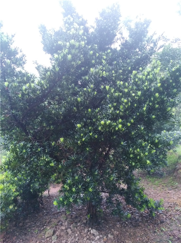 罗汉松