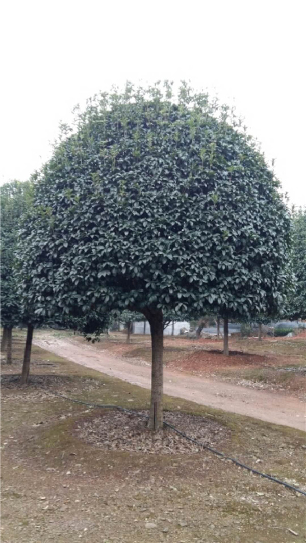 桂花树
