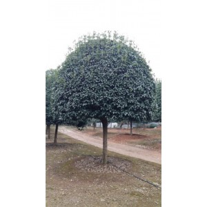 桂花树