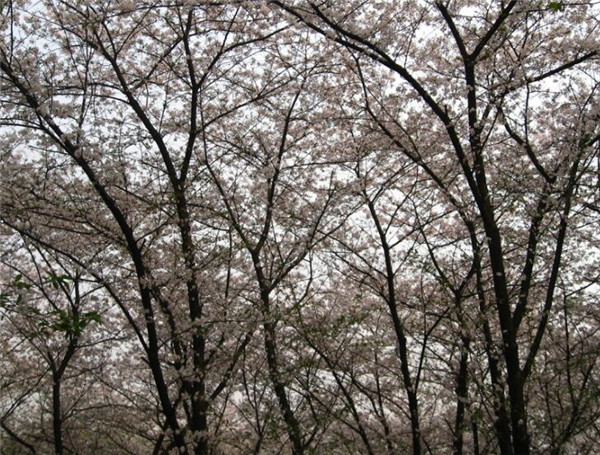樱花