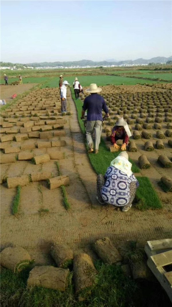 百慕大草卷