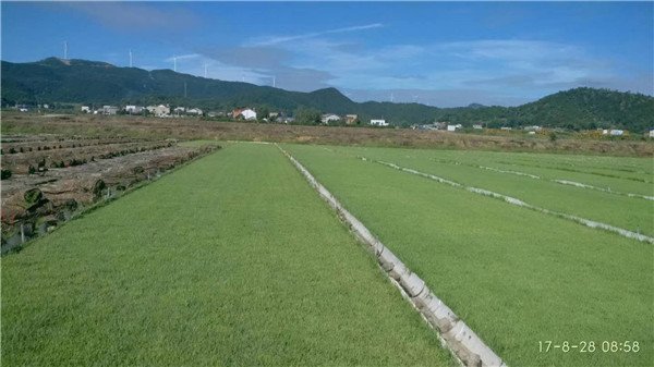 兰引三号草毯