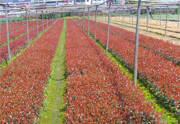 红叶石楠