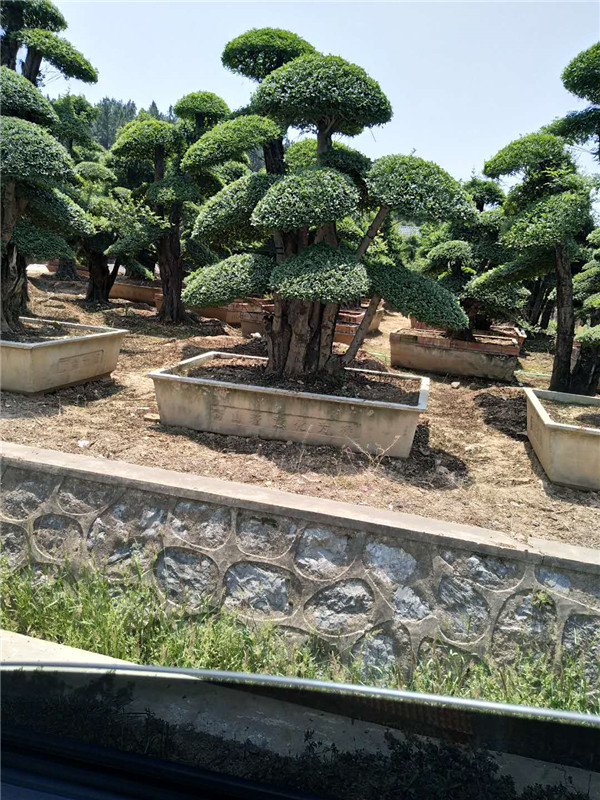 对接白蜡
