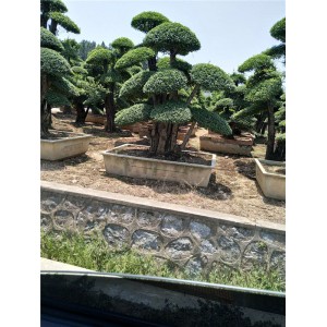 对接白蜡