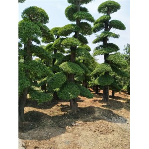 对接白蜡