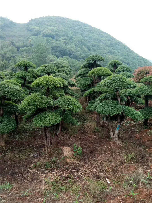 对接白蜡