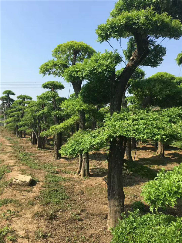 对接白蜡