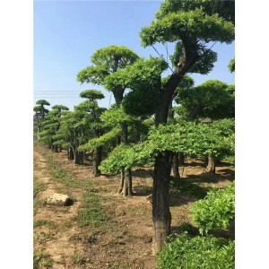 对接白蜡