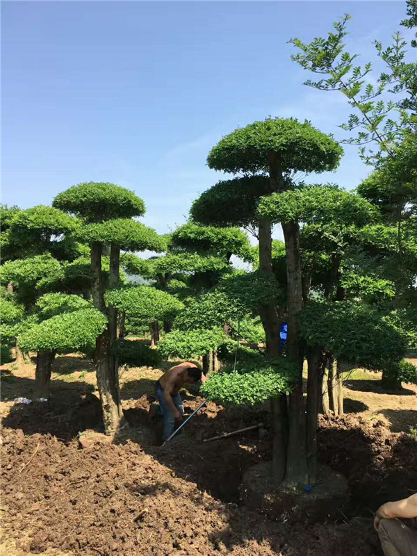 对接白蜡