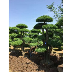 对接白蜡