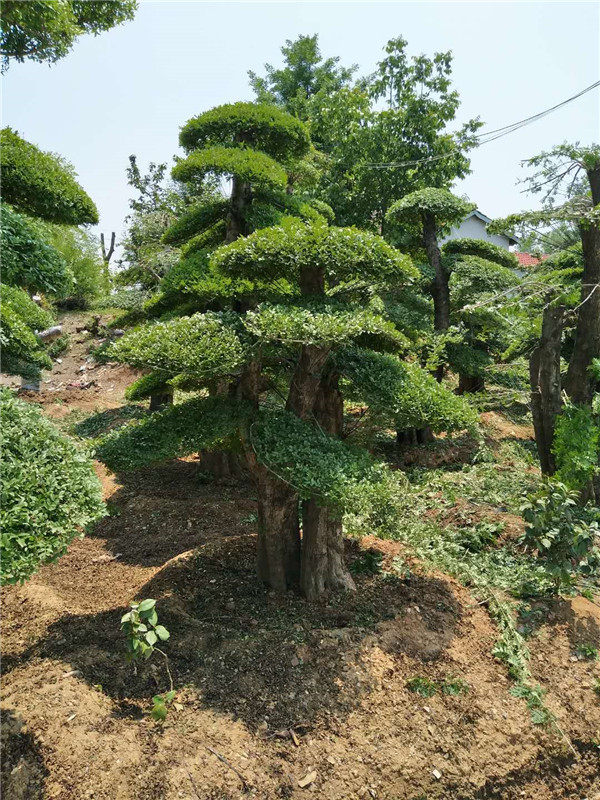 对接白蜡