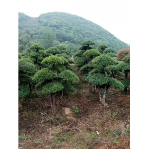 对接白蜡
