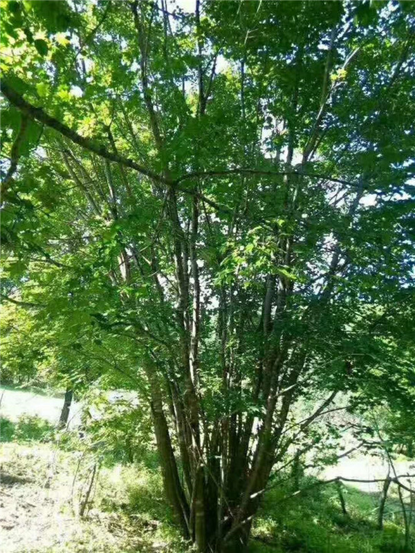 大规格五角枫