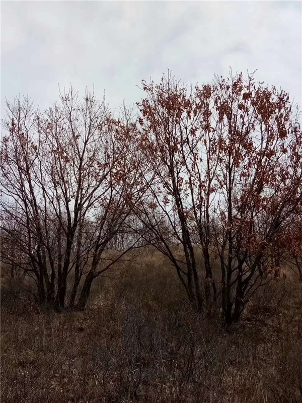 丛生蒙古枥