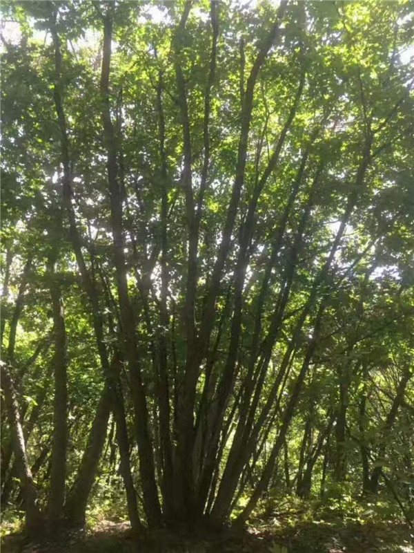 丛生五角枫价格