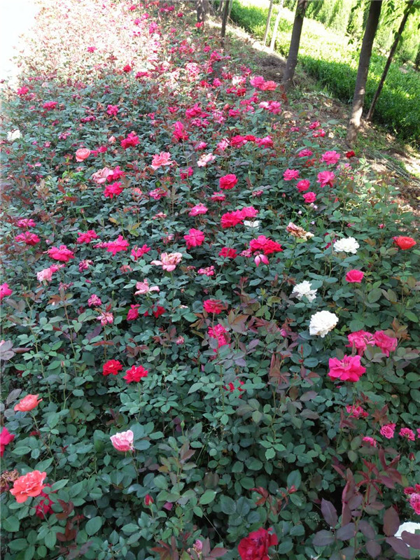 月季花