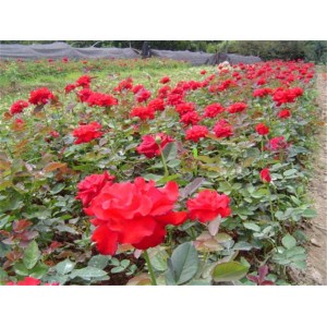 月季花