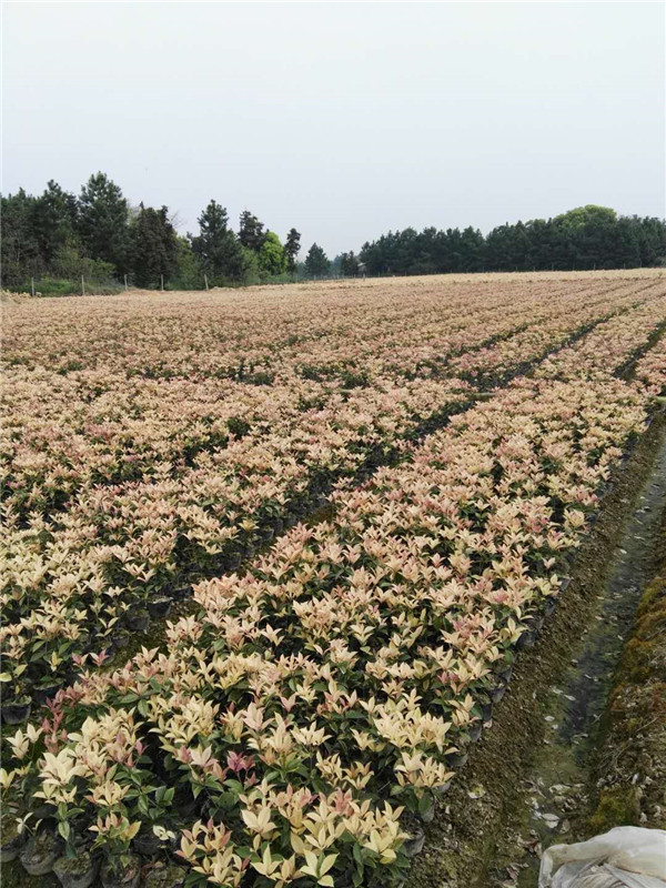 五彩桂大杯苗基地