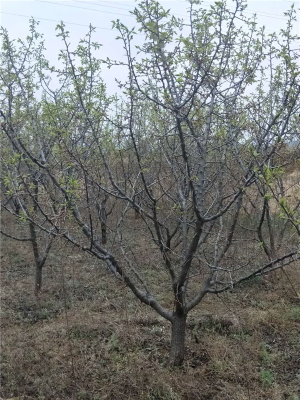 山杏树基地