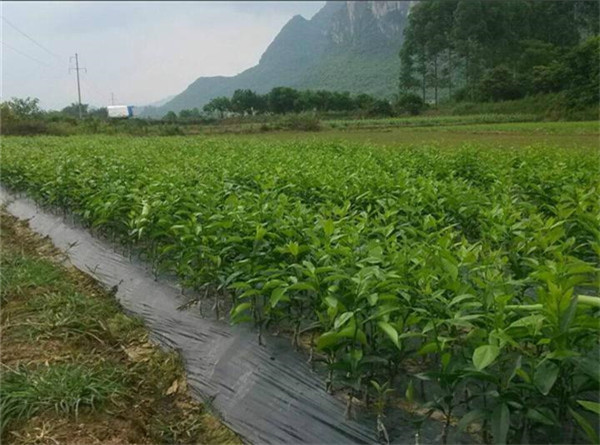 果树苗