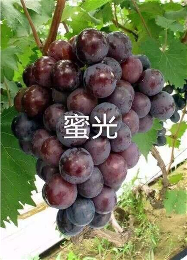 蜜光