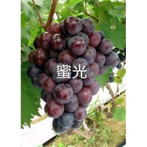 蜜光